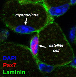Figure 1: Cross-section of muscle fluorescently labeled to detect myonuclei (blue) and muscle stem cells called satellite cells (magenta). Satellite cells mediate muscle growth and repair by myonuclear addition, and reside outside muscle fibers as indicated by the basement membrane marker, Laminin (green). 